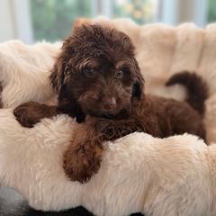 Fawn - Red phantom female Aussiedoodle puppy in North Royalton, Ohio from Johnson's Doodles