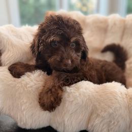 Fawn - Red phantom female Aussiedoodle puppy in North Royalton, Ohio from Johnson's Doodles