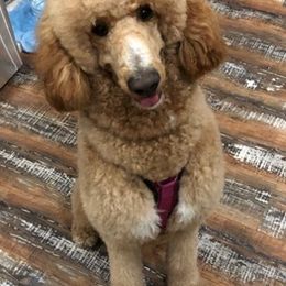 Goldendoodles from Alabama Angel Goldendoodles