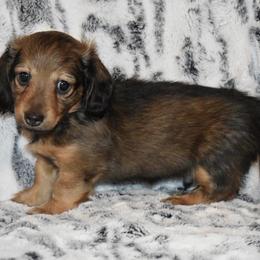 Everest - Sable male Dachshund puppy in Texas from Sparkles & Spurs Mini Dachshunds