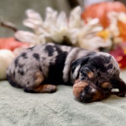 Girl 1 - Dapple female Dachshund puppy in Andalusia, Alabama from Sweet Home Alabama Dachshunds