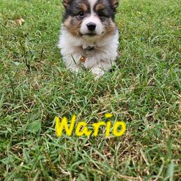 Wario - White and black male Pembroke Welsh Corgi puppy in Norwood, Missouri from McGraw's Paws 🐾