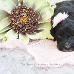 Goldendoodle and Sheepadoodle Puppies from The Farms Precious Doodles