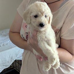 Poodle puppies from Standard Hearts
