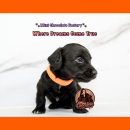 ORANG - Black female Dachshund puppy in Liberty, Texas from Mini Chocolate Factory
