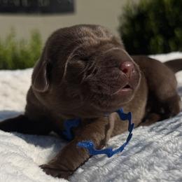 Blue - Chocolate male Labrador Retriever puppy in Gainesville, Georgia from Rucker Retrievers