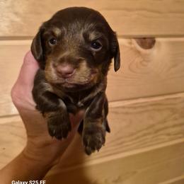 FRANKY - Chocolate and cream male Dachshund puppy in Antlers, Oklahoma from MoMo's Dachshunds