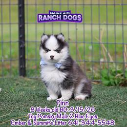 Finn - Black and white male Pomsky puppy in Humeston, Iowa from M.A.R. Dogs
