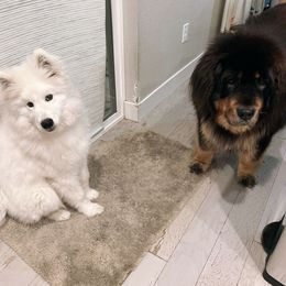 Samoyed Puppies from Hill Country Samoyeds