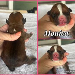 Monica - Red female American Staffordshire Terrier puppy in Marietta, Georgia from Ambition Amstaffs
