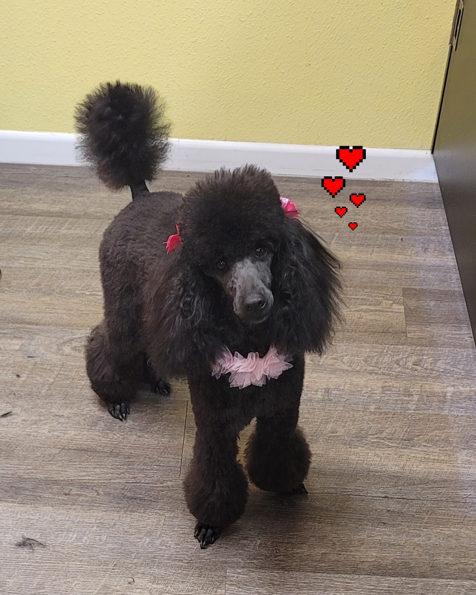 Poodle All Grown Up from Reflexxion Poodles