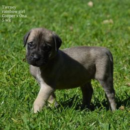 Australian Shepherd, Mastiff, and Miniature American Shepherd Puppies from Ashber Farm