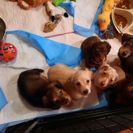 Dachshund Puppies from Long Dogs Yellow Farm