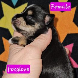 Foxglove - Black and silver female Miniature Schnauzer puppy in Biscoe, North Carolina from Clouser's Bodacious Danes & Miniature Schnauzers