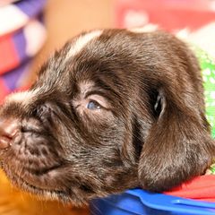 Boy 5 - Liver and white male German Wirehaired Pointer puppy in Wallis, Texas from Jagged Edge German Wirehaired Versatility Dogs