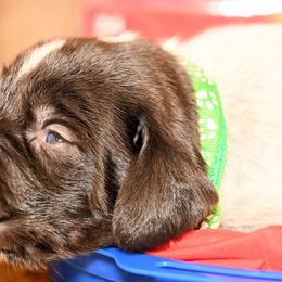 Boy 5 - Liver and white male German Wirehaired Pointer puppy in Wallis, Texas from Jagged Edge German Wirehaired Versatility Dogs