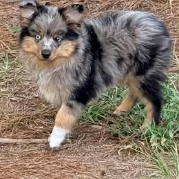 Duke - Blue merle male Toy Australian Shepherd puppy in Blacksburg, South Carolina from Rustic Rose Toy Australian Shepherds