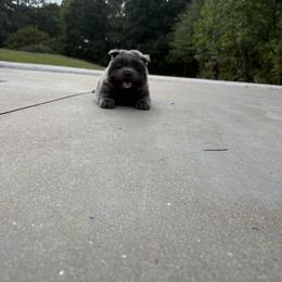 Chow Chow and Pomeranian Puppies from Pits and Poms LLC