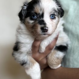 Pink collar - Blue merle Miniature Australian Shepherd puppy in Visalia, California from Furrever.Mini.Aussies.llc
