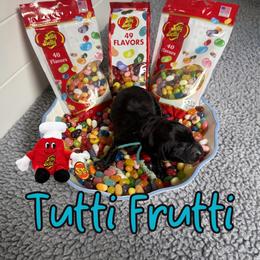 Tutti Frutti - Black female Labrador Retriever puppy in Water Valley, Mississippi from Three Lakes Labs & WHDs