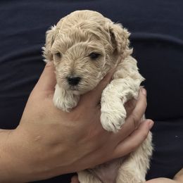 Taz - Cream male Maltipoo puppy in Lochbuie, Colorado from ABLE