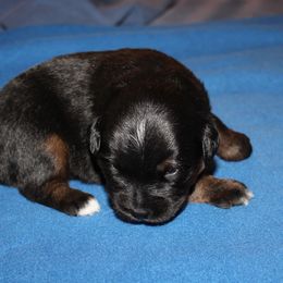 Kit Fisto - Black tri male Miniature American Shepherd puppy in Hillsdale, Michigan from Faithwalk Aussies and Mini American Shepherds