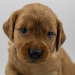Golden Retriever Puppies from Stormy Hill Golden Retrievers