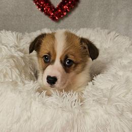 Cocoa- Docked tail - Red female Pembroke Welsh Corgi puppy in Deming, New Mexico from Dragon Ridge Corgis