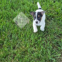Boy 3: Nibs - Tri-color male Russell Terrier puppy in Harvel, Illinois from Ruff and Tumble Russell Terriers