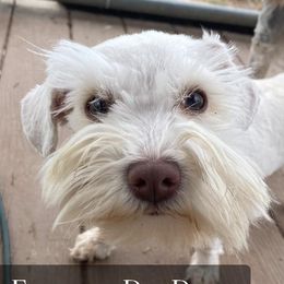 Peaches - Miniature Schnauzer