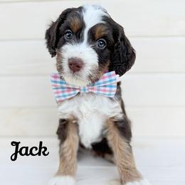 Jack - Tri-color male Australian Labradoodle puppy in Harrisonville, Missouri from Blessed Day Doodles