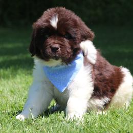 Ceaser Blue collar - White and brown male Newfoundland puppy in Kimball Twp, Michigan from Pine River Newfoundlands