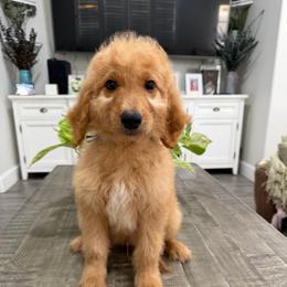 Light Blue - Apricot male Goldendoodle puppy in Bakersfield, California from Lavish Doodles