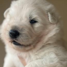 Blaze - White male German Shepherd puppy in Bexar County, Texas from Scenic Creek German Shepherds and White Swiss Shepherds