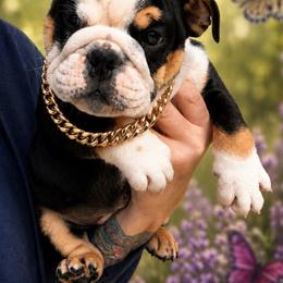Mugster - Black tri-color male Bulldog puppy in Seattle, Washington from mama Myra bulldogs