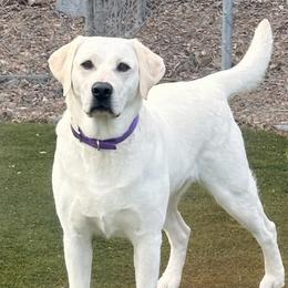 Pearl - Labrador Retriever