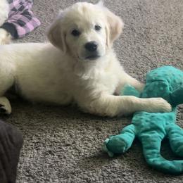 Golden Retriever Puppies from Steele Goldens