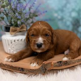Benjamin Franklin - Red male Australian Labradoodle puppy in Brush Prairie, Washington from Fancy Pants Labradoodles