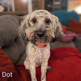 Dot - Cockapoo