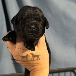 Pink - Black female Labrador Retriever puppy in Beaverdam, Virginia from Riverside Sunset Labrador Retrievers