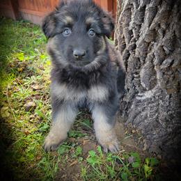 German Shepherd and Pembroke Welsh Corgi Puppies from J&R Shepherds & Corgis