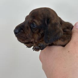 Brindle - Brindle male Dachshund puppy in Crystal, Michigan from Mare-Bella Smoothcoat Edition