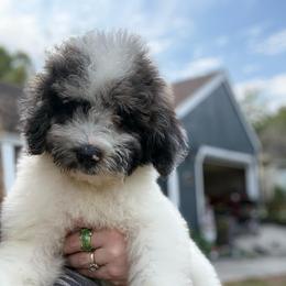 Mateo - Merle male Goldendoodle puppy in Jacksonville, Florida from Dandelion Doodles