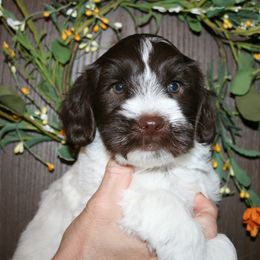 Australian Labradoodle Puppies from Windsor Creek Labradoodles