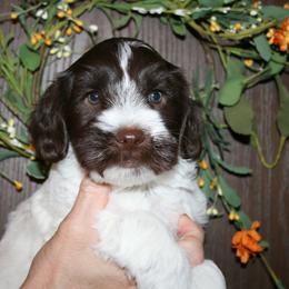 Australian Labradoodle Puppies from Windsor Creek Labradoodles