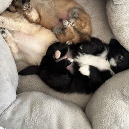 Pomeranian Puppies from Mac Daddy Poms