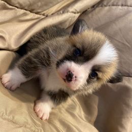 Snap - Fawn and white male American Corgi puppy in Hueytown, Alabama from AAA Corgis