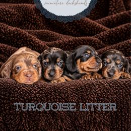 Dachshund puppies from GE Miniature Dachshunds