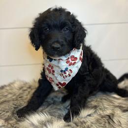 Bordoodle Puppies from Circle R Valley Farms