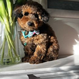 Santa - Sable male Cavapoo puppy in Los Angeles, California from Myles Barnum